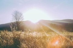 设计上摒弃了传统生肖的