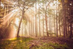 将细如发丝的金线编织成